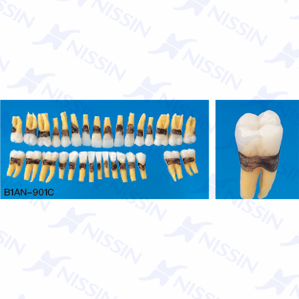 解剖學單根模型牙