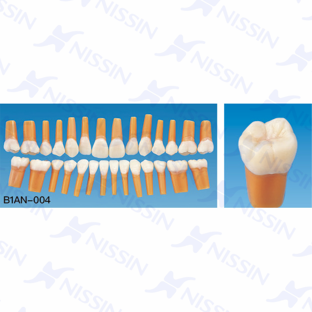 解剖學單根模型牙